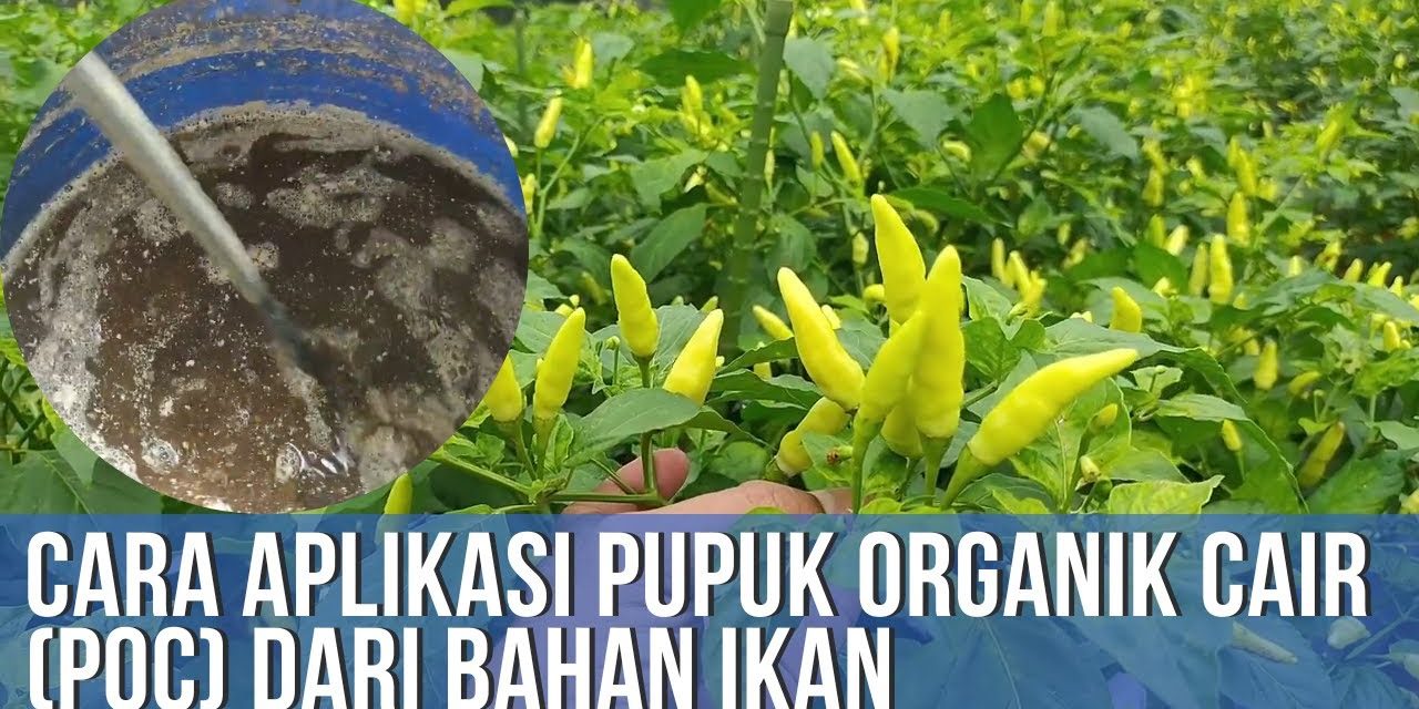 Pupuk Organik Dari Duri Ikan: Ini Cara Membuat Dan Manfaatnya