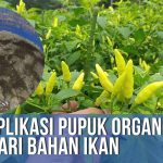 Pupuk Organik Dari Duri Ikan: Ini Cara Membuat Dan Manfaatnya