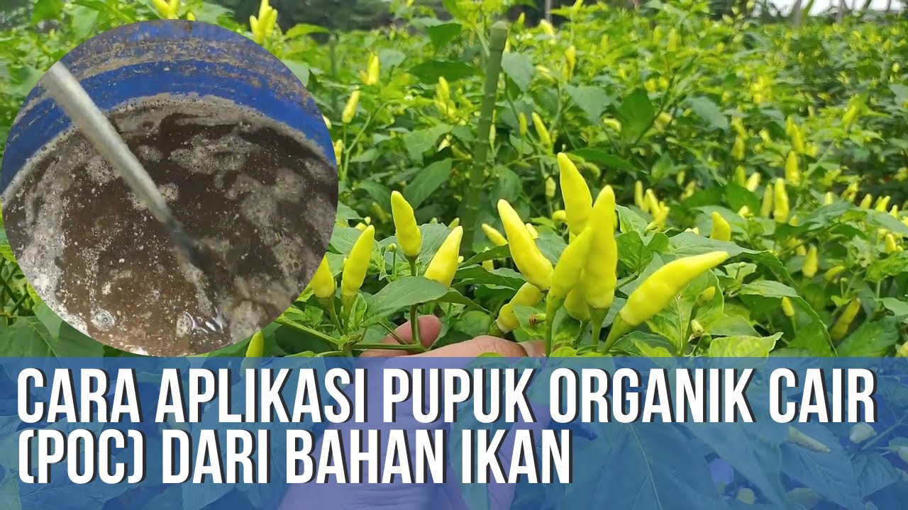 Pupuk Organik