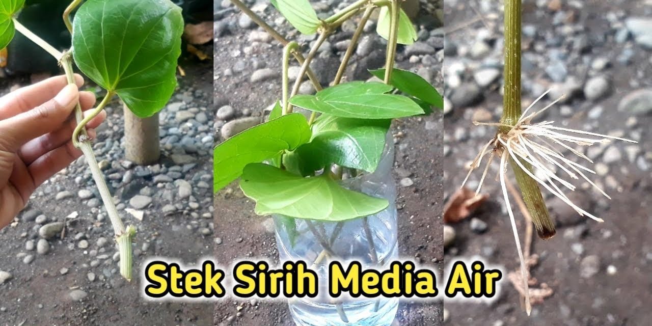 7 Cara Stek Daun Sirih Di Air, Mudah Berakar Dan Anti Gagal