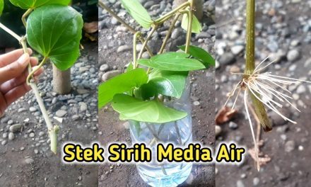 7 Cara Stek Daun Sirih Di Air, Mudah Berakar Dan Anti Gagal