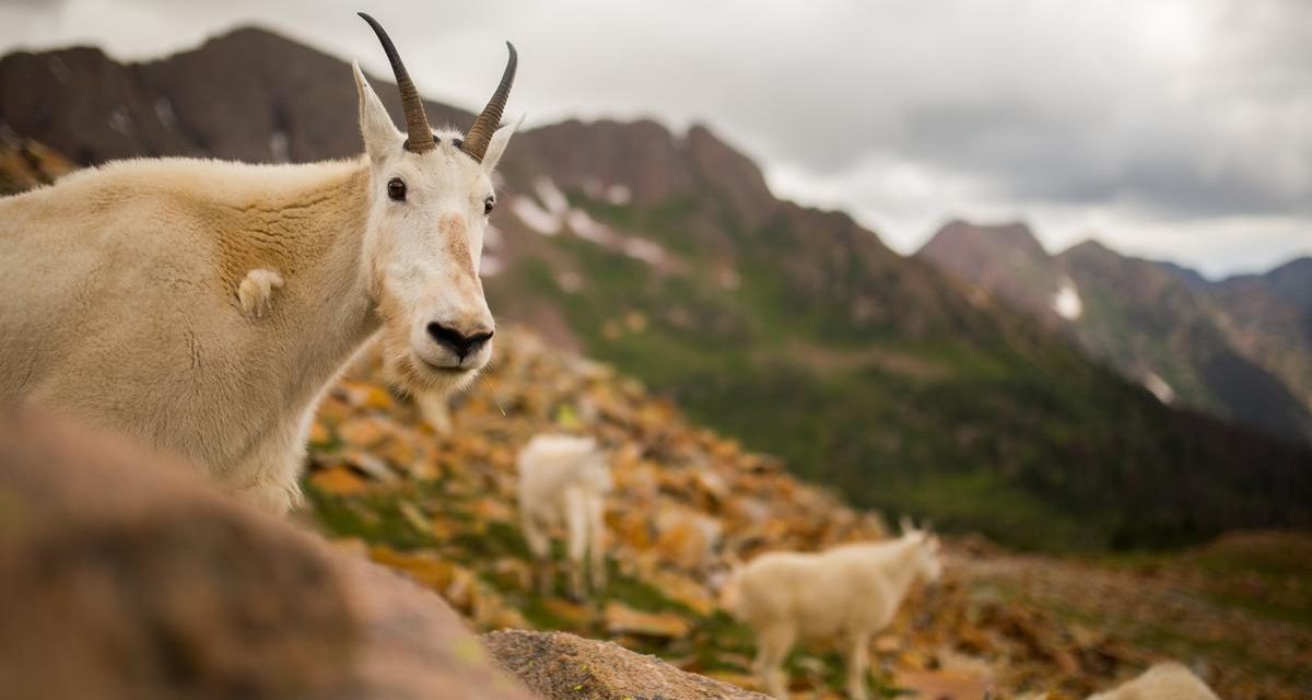 Hidup Tanpa Air 2 Abad, Kambing Ini Bikin Ilmuwan Bingung