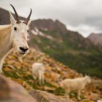Hidup Tanpa Air 2 Abad, Kambing Ini Bikin Ilmuwan Bingung