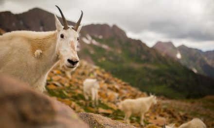 Hidup Tanpa Air 2 Abad, Kambing Ini Bikin Ilmuwan Bingung