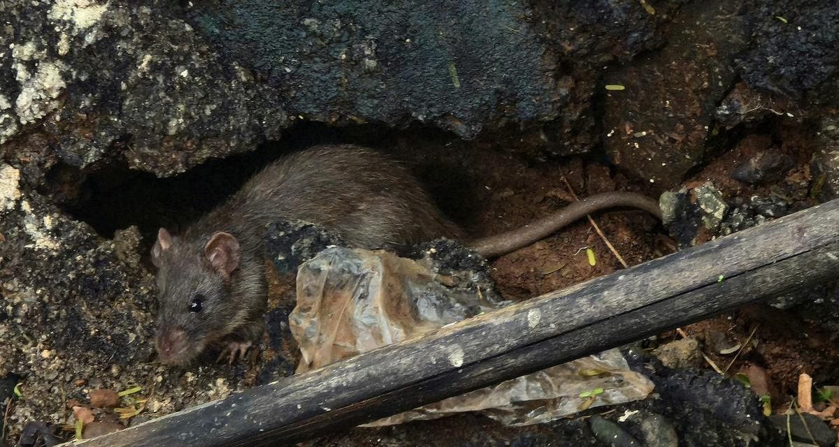Selokan Bersih Rumah Sehat: Cara Atasi Tikus Got Dengan Mudah