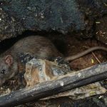 Selokan Bersih Rumah Sehat: Cara Atasi Tikus Got Dengan Mudah