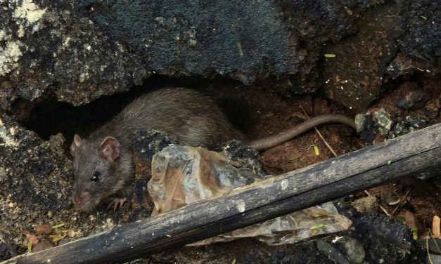 Selokan Bersih Rumah Sehat: Cara Atasi Tikus Got Dengan Mudah