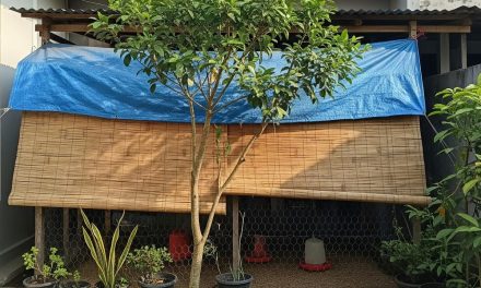 Mengatur Posisi Kandang Ayam Agar Nyaman Dan Tidak Panas