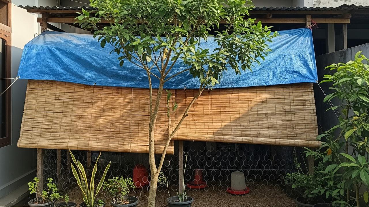 Mengatur Posisi Kandang Ayam