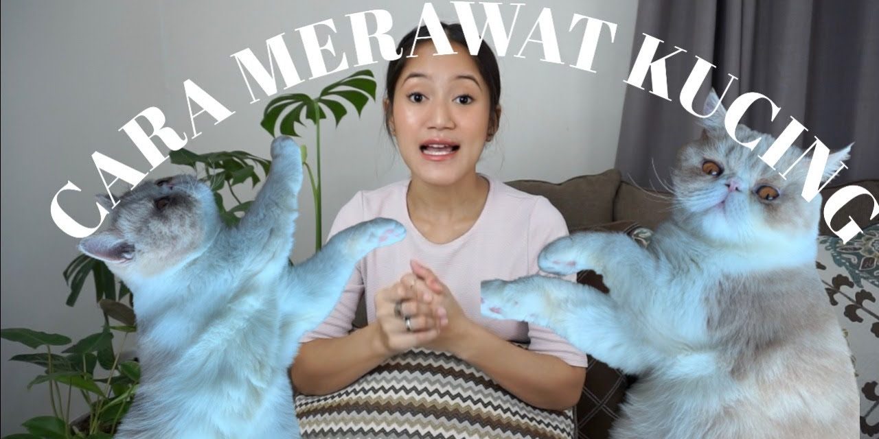 Trik Merawat Kucing Lokal Dengan Cara Sederhana