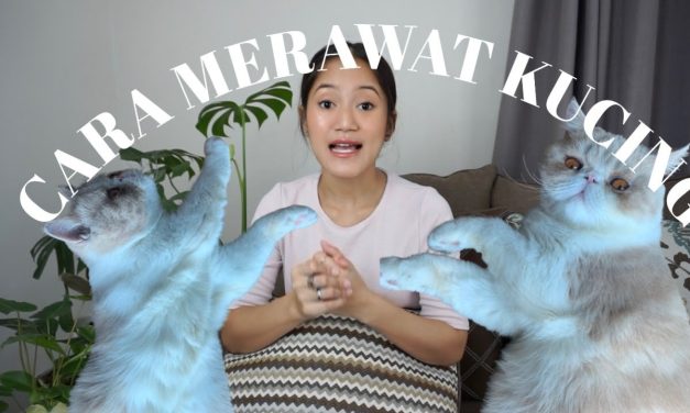Trik Merawat Kucing Lokal Dengan Cara Sederhana