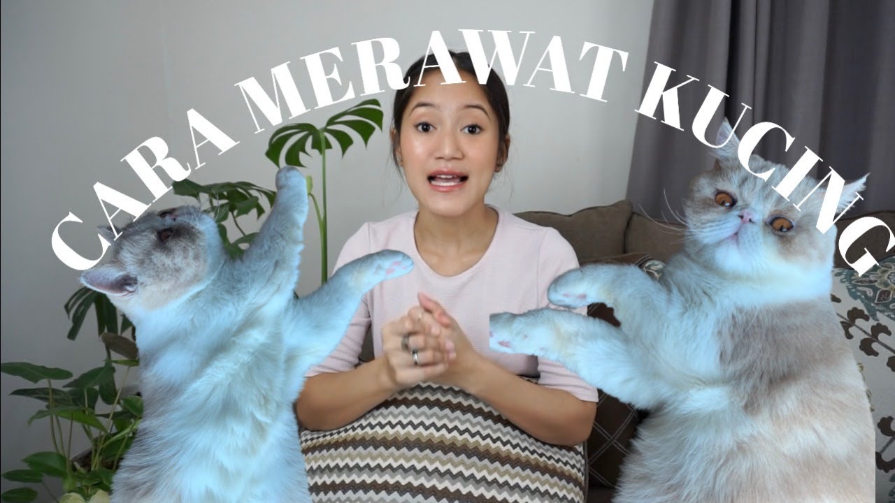 Trik Merawat Kucing
