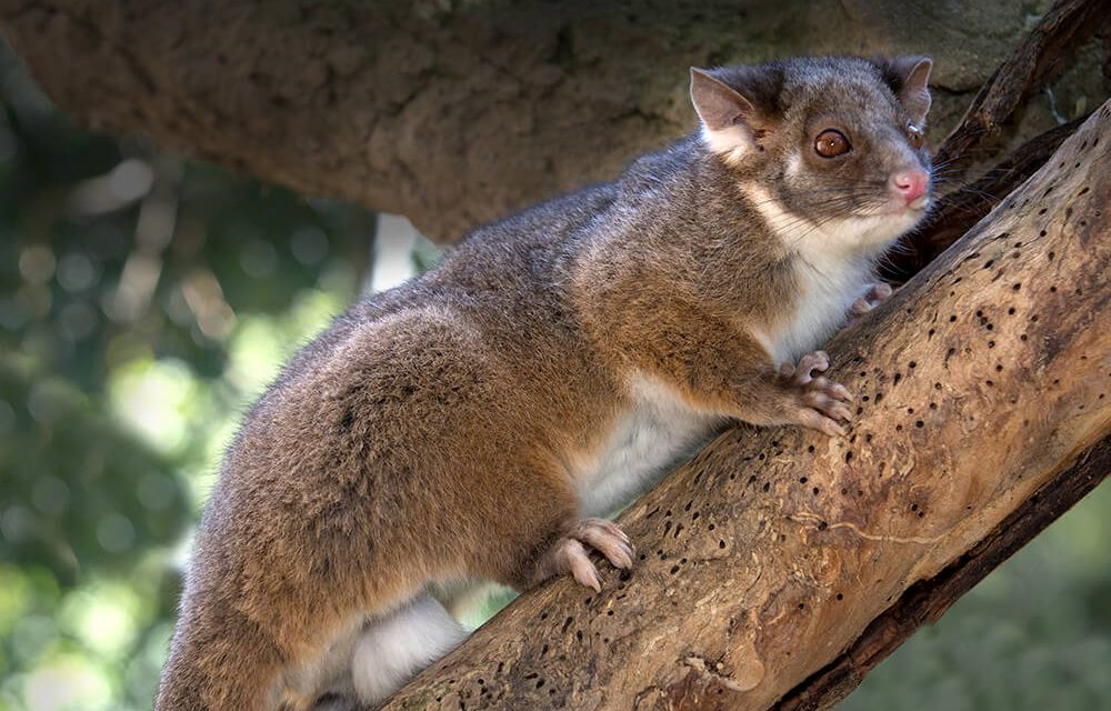 RingTail Possum, Mamalia Berkantung dengan Ekor yang Unik