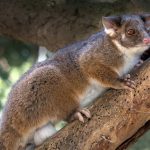 RingTail Possum, Mamalia Berkantung dengan Ekor yang Unik