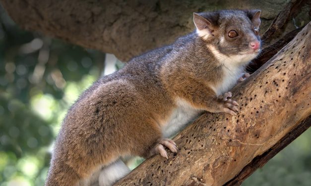 RingTail Possum, Mamalia Berkantung dengan Ekor yang Unik
