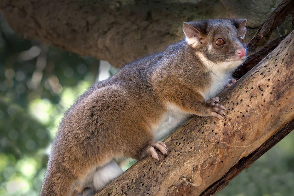 RingTail Possum