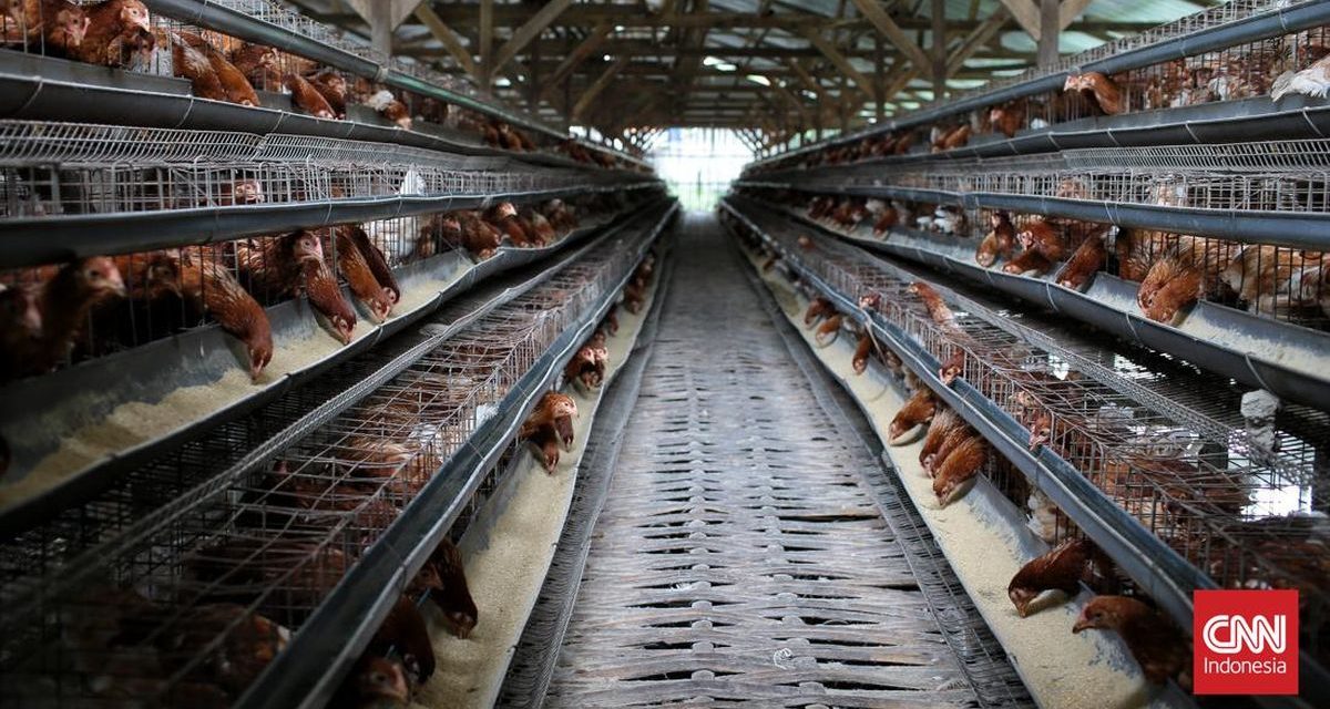Perusahaan Ayam Pilgrim’s Bangun Pabrik Rp6,4 Triliun Di Georgia