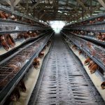 Perusahaan Ayam Pilgrim’s Bangun Pabrik Rp6,4 Triliun Di Georgia