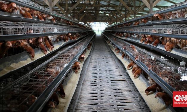Perusahaan Ayam Pilgrim’s Bangun Pabrik Rp6,4 Triliun Di Georgia