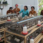 Ternak Puyuh Untuk Pemula: Ide Usaha Bagi Ibu-Ibu Di Desa